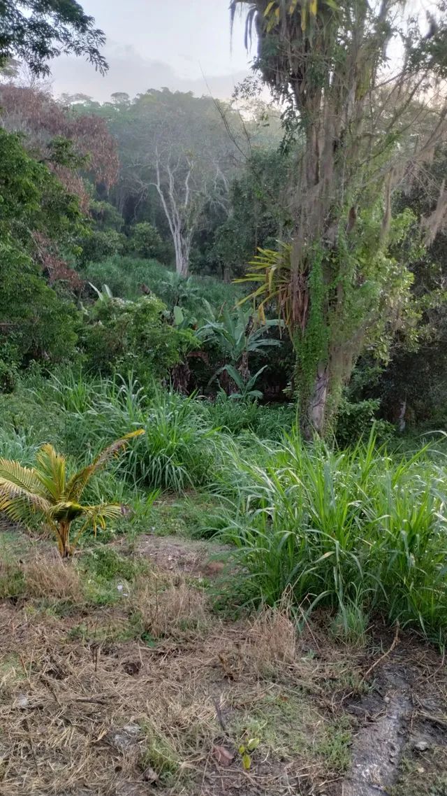 Sítio na Bahia Barato - Foto 3