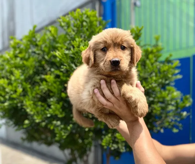 golden muito fofinho a pronta entrega, um pet de família - Cachorros e  acessórios - Pinheiros, São Paulo 1097949230