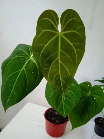 Planta Anthurium Sanguineum Matriz Grande De 60 Cm<br><br>