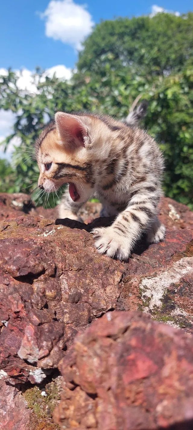 Gato bengal filhotes à venda