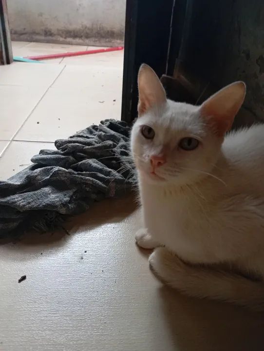 Gatos disponível para adoção - Foto 4