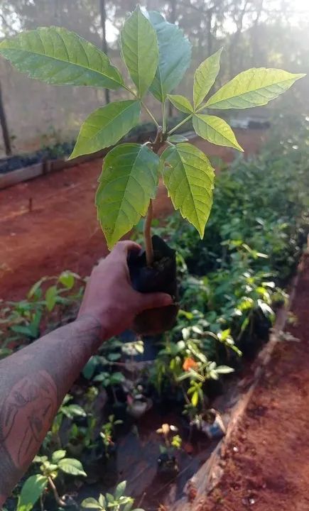 IPE (ROSA ROXO AMARELO BRANCO ) TEMOS CEDRO, ANGICO ENTRE OUTRAS PRA REFLORESTAMENTO - Foto 4