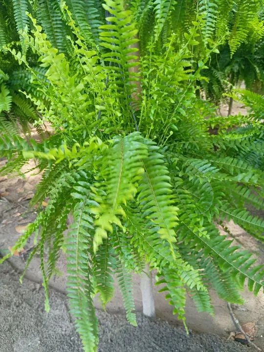 Samambaia  - Foto 3