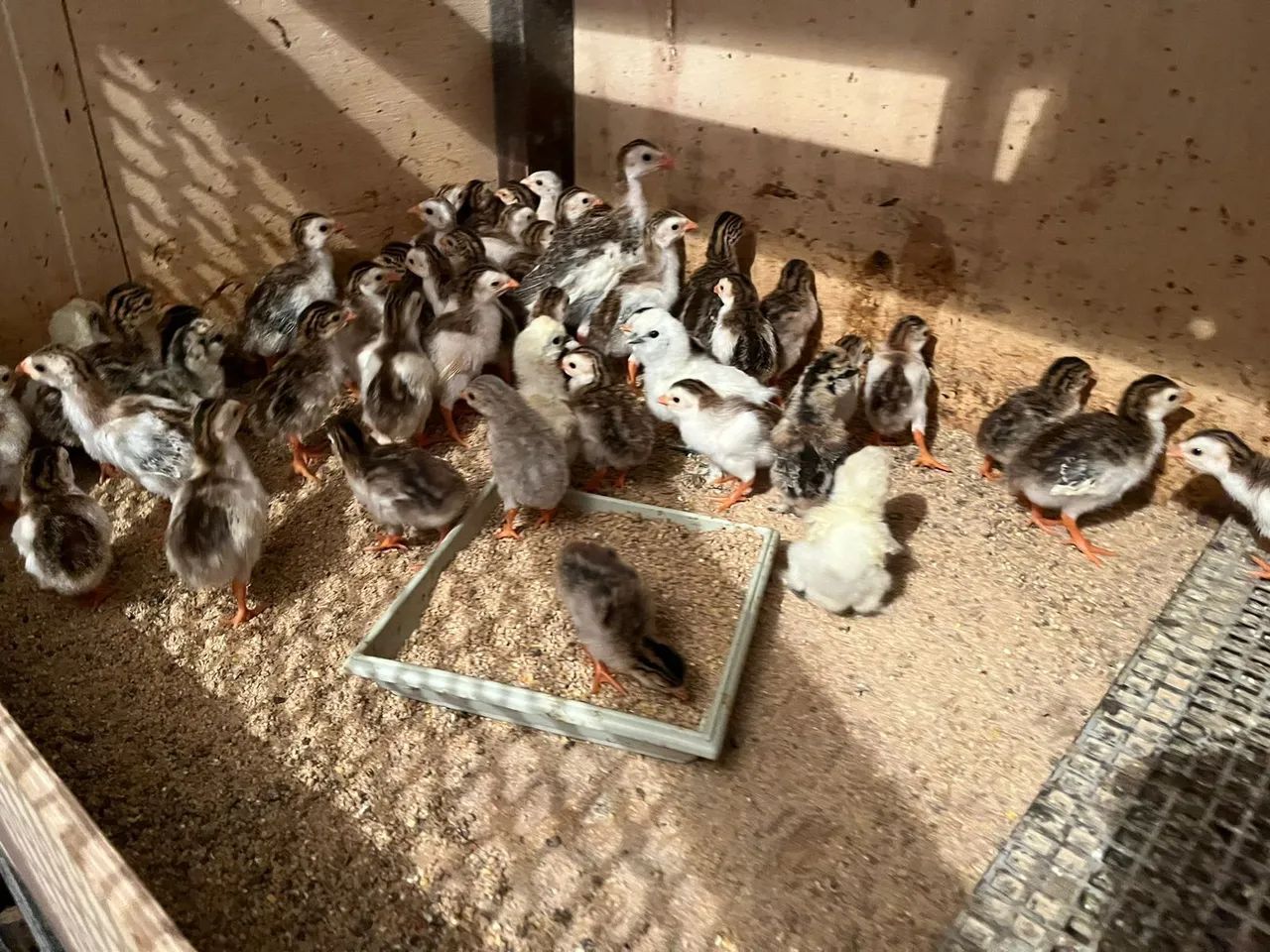 Pintinhos de Galinha D'Angola