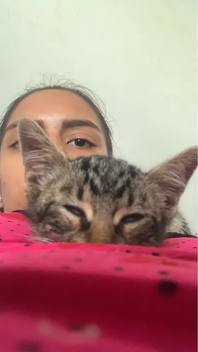 Gatinha fêmea para doação  - Foto 2