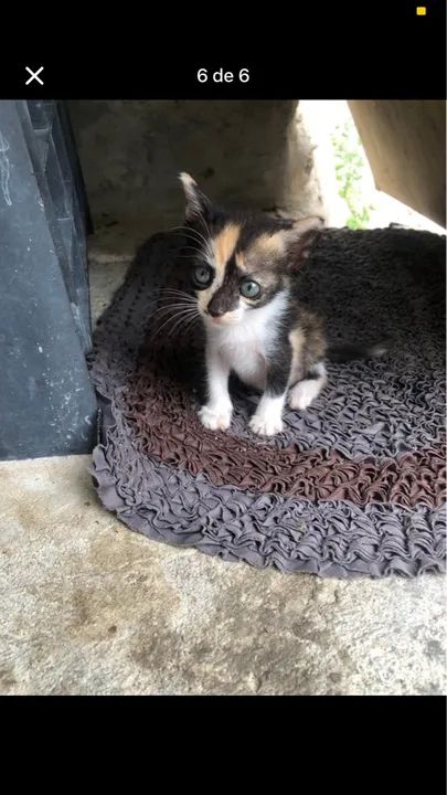 Gatinhos adoção responsável  - Foto 6