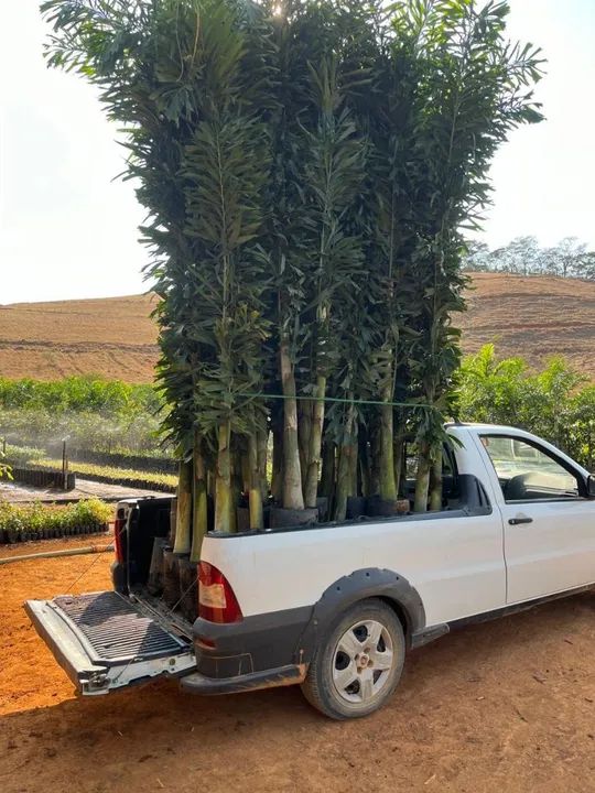 Palmeira rabo de raposa 3 mts - Foto 4