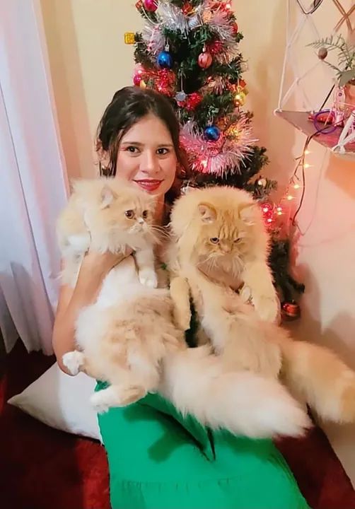 GATOS PERSAS MARAVILHOSOS!!!