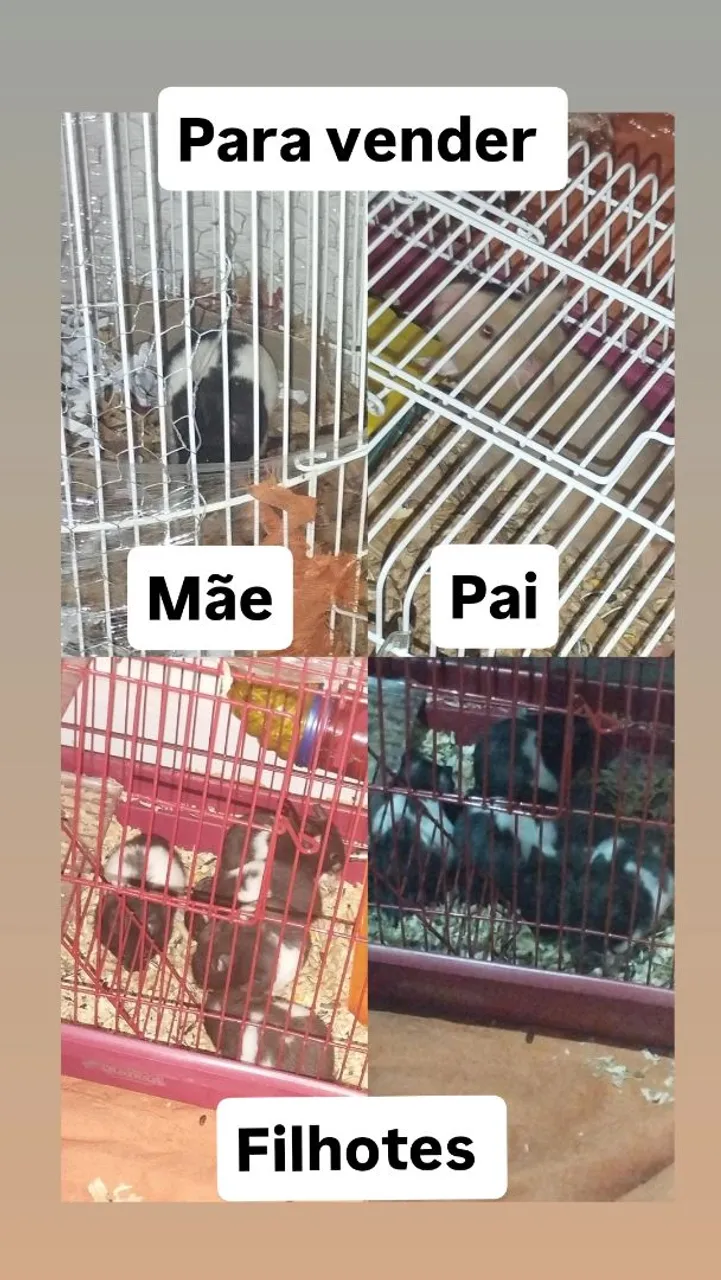 Filhotes de hamster sírio