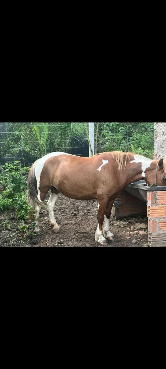 PÔNEI FÊMEA MANSA  - Foto 2