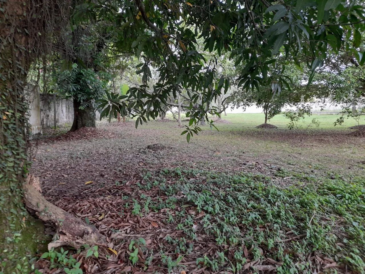 Vendo Mini Sítio em Seropédica - (Campo  Lindo) SOMENTE VENDA - Foto 9