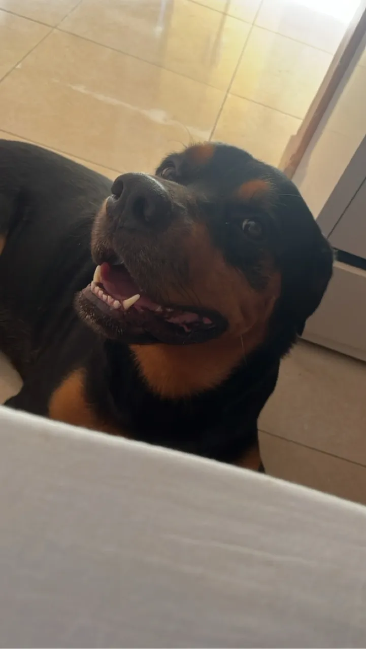 Procura-se Fêmea Rottweiler