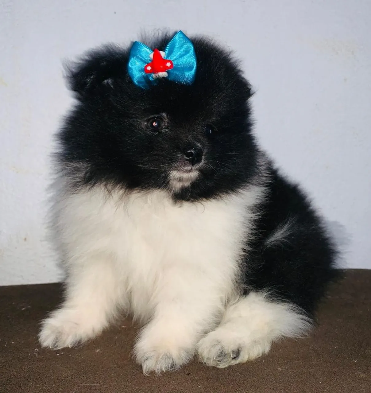 Filhote de Spitz Alemão disponível