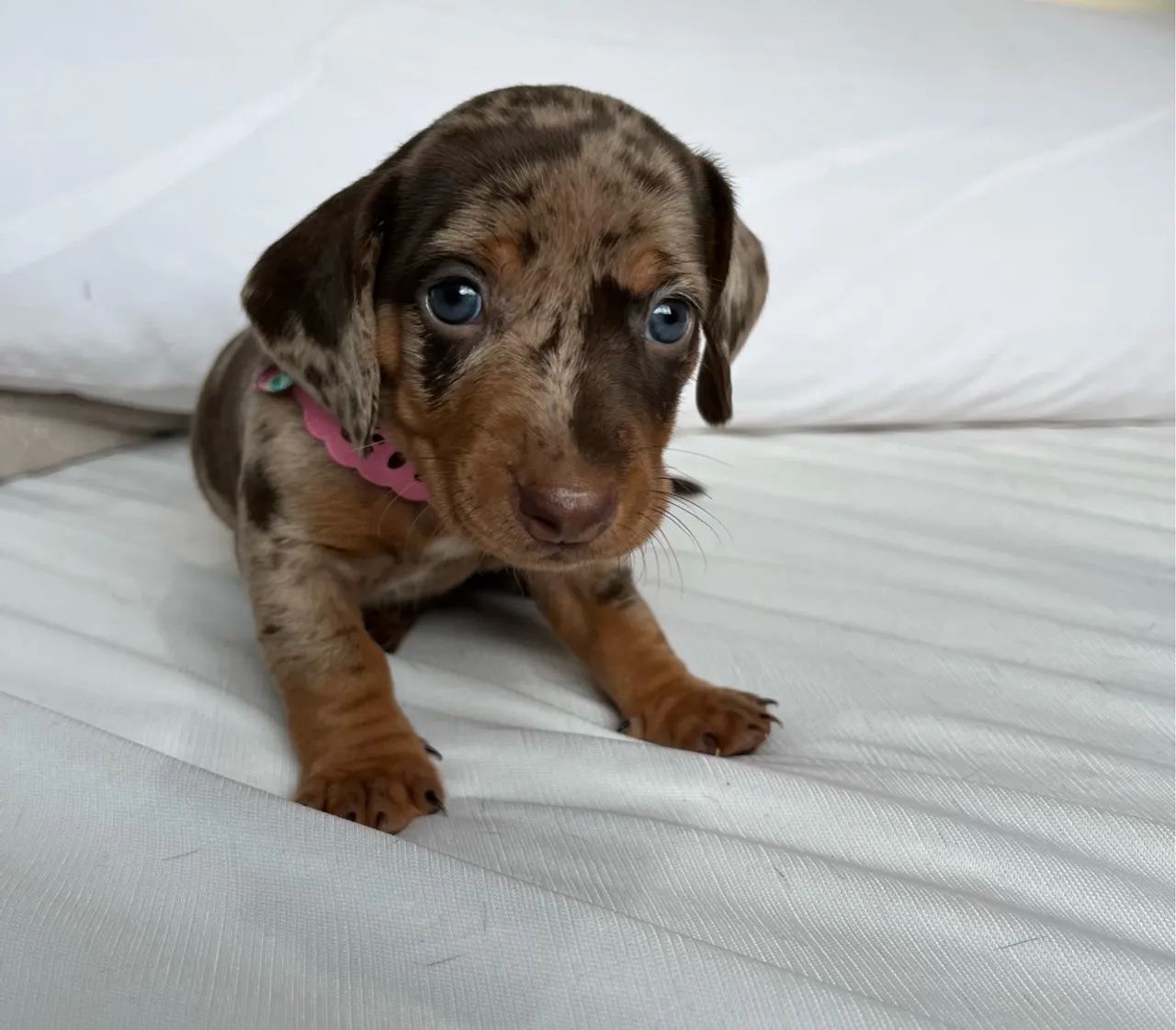 Filhotes de Dachshund puros - Lindos e saudáveis! - Foto 5
