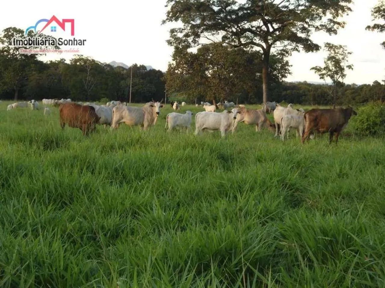 fazenda em Pium, uma joia - Foto 4