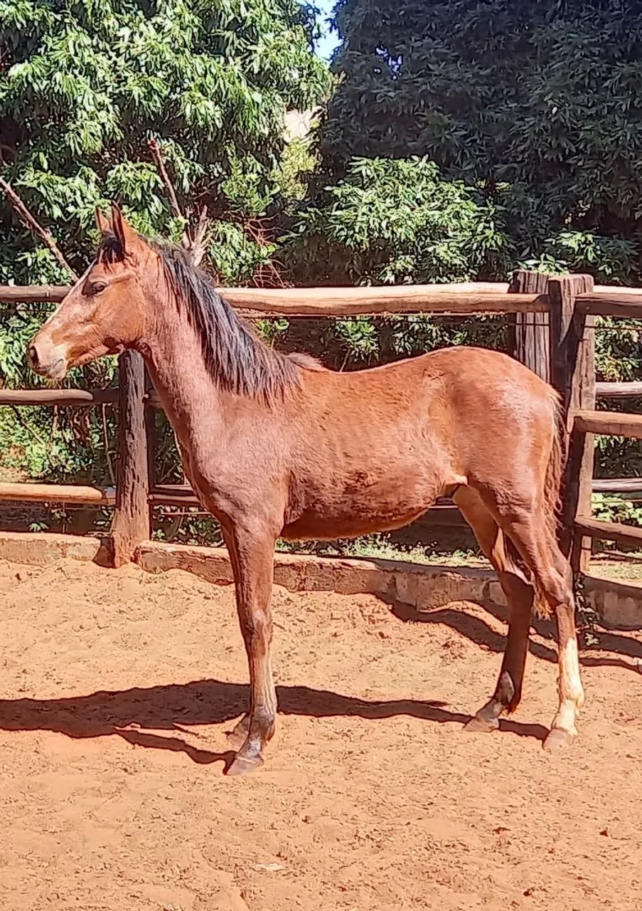 Potros - Cavalos Mangalarga Marchador REGISTRADOS