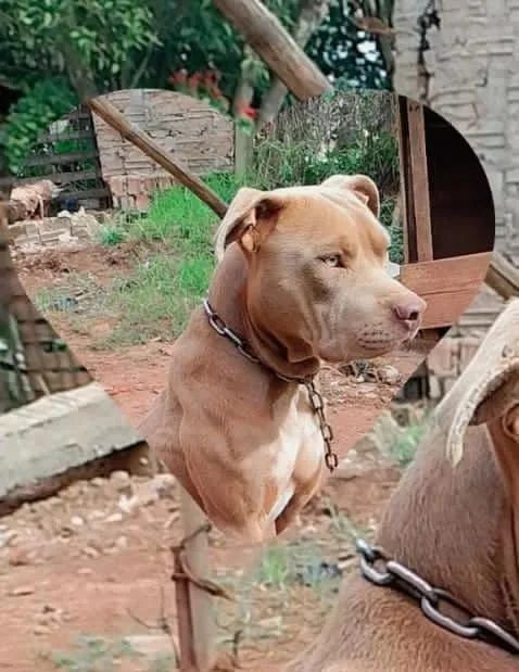 Vende-se filhotes de Pit Bull  - Foto 3