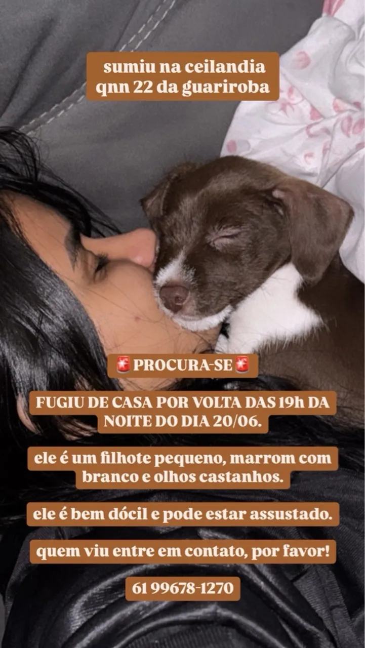 Cachorro perdido em Ceilândia - QNN 22