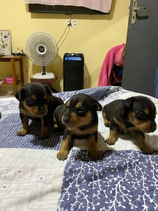Vendo cachorro pincher - Foto 2