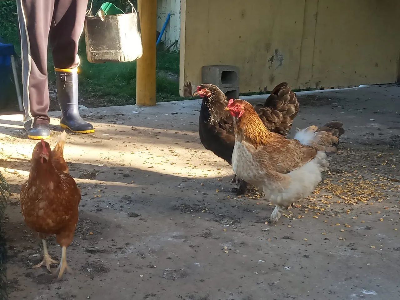 Galos e galinhas - Foto 4