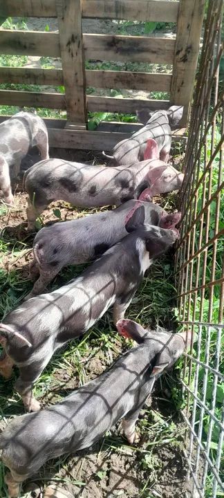  porco novo  - Foto 5