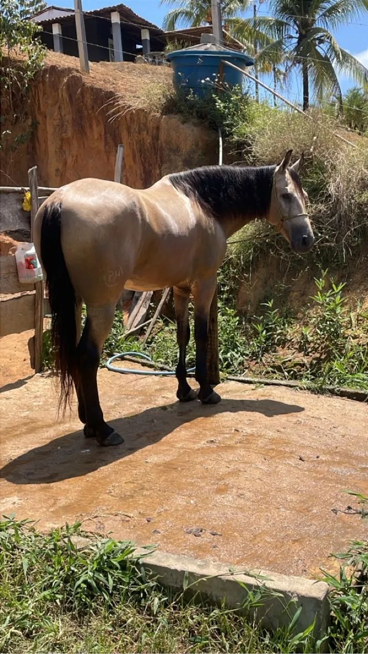 Cavalo Mangalarga Marchador - Foto 2