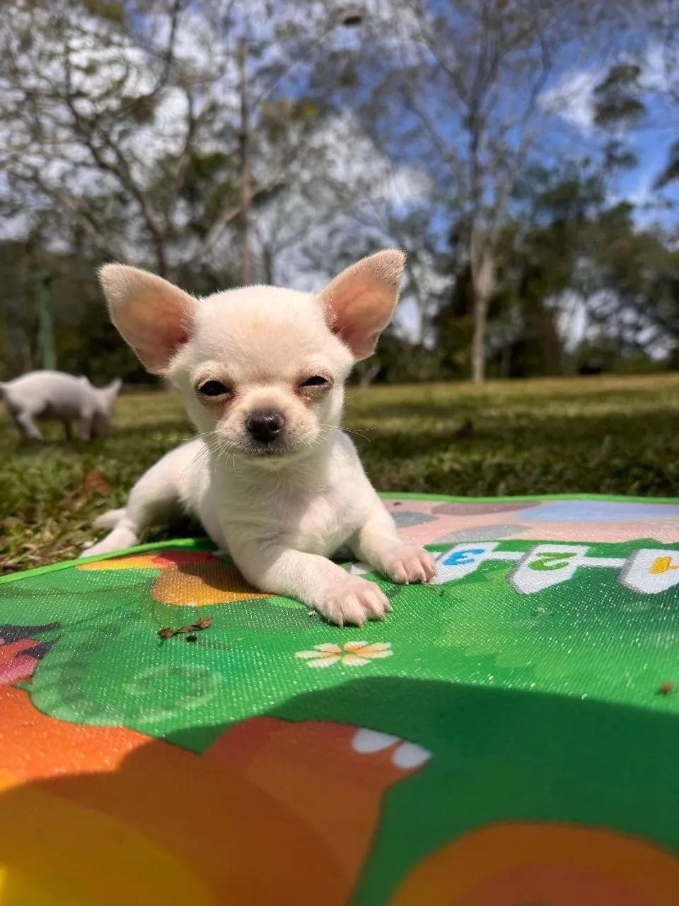 Chihuahua creme. Formidável cãozinho, super carinhoso!