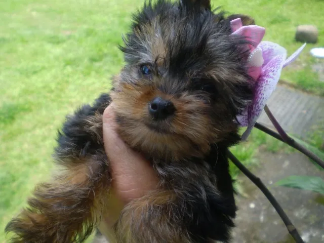 Filhotes Yorkshire Terrier, Machos e Fêmeas