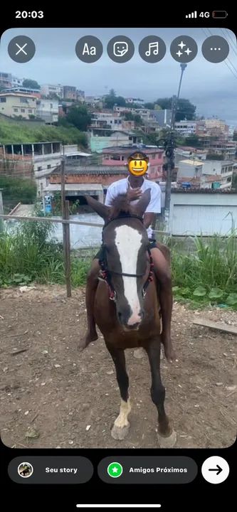 Égua mangalarga paulista marcha picada e batida dócil pra adulto e criança muito esperta  - Foto 2