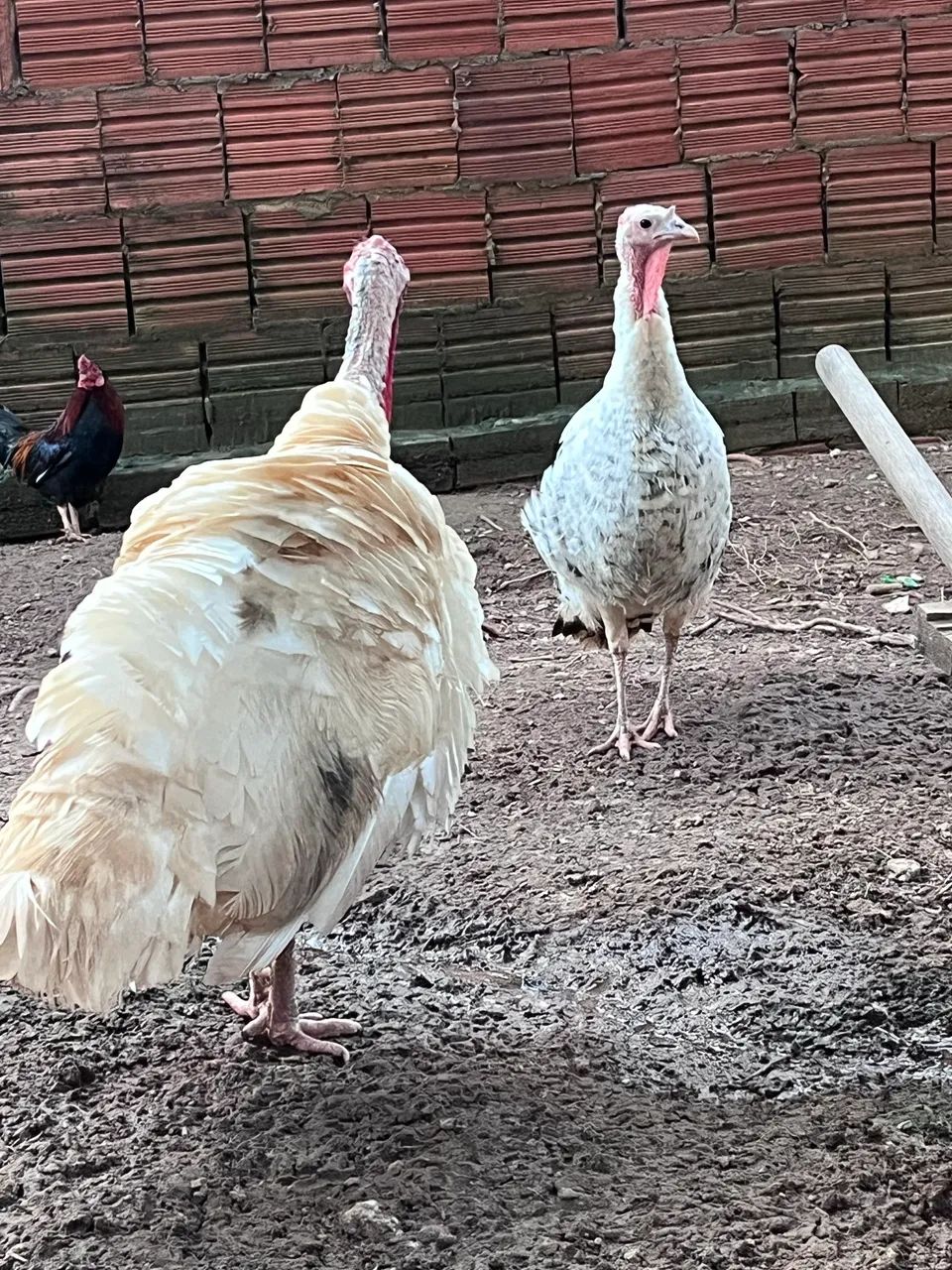 Casal de Peru  - Foto 3