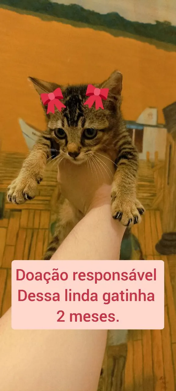 Gatinha fofa para adoção responsável!