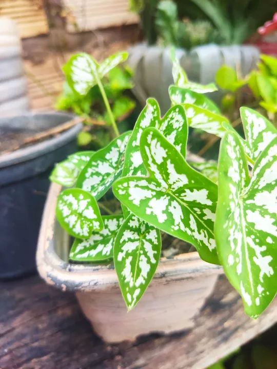 Plantas  - Foto 2