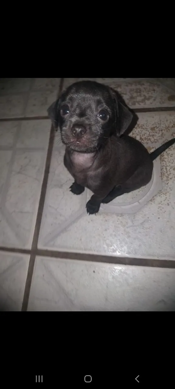 Filhote de Pug Macho - Pelagem Preta