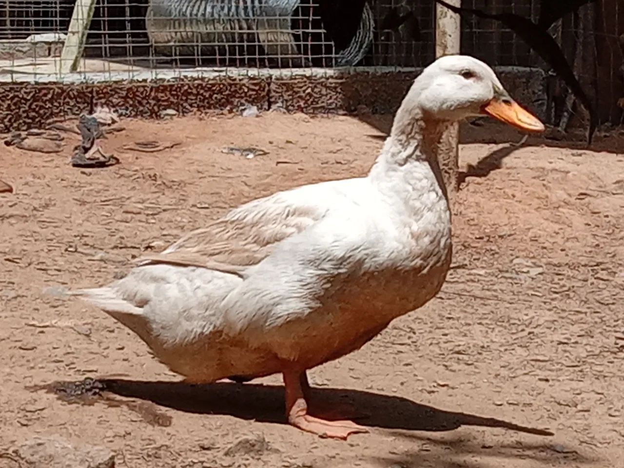 3 Marreco, marreca, Pequim  - Foto 3