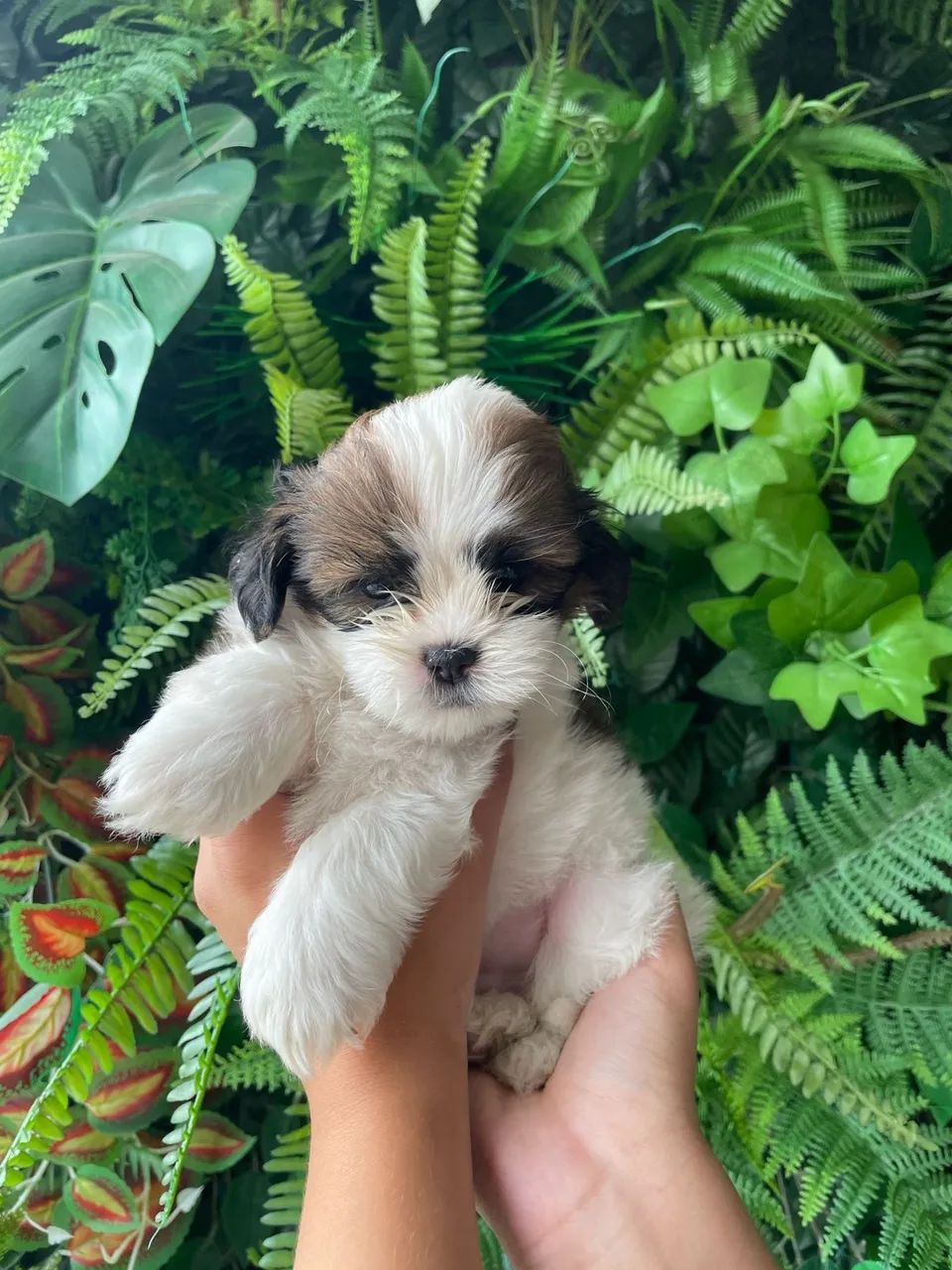 Shih-tzu machinho branco e marrom 52 dias vacinado