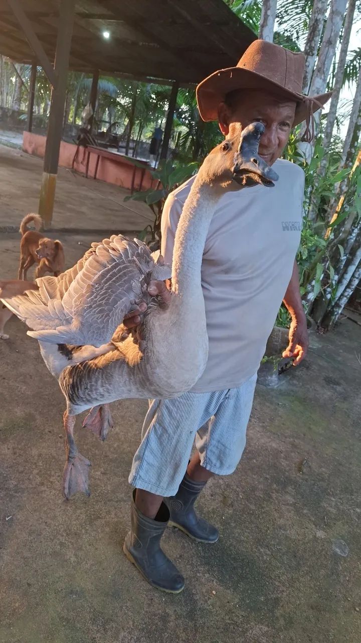 Vende-se Ganso  - Foto 2