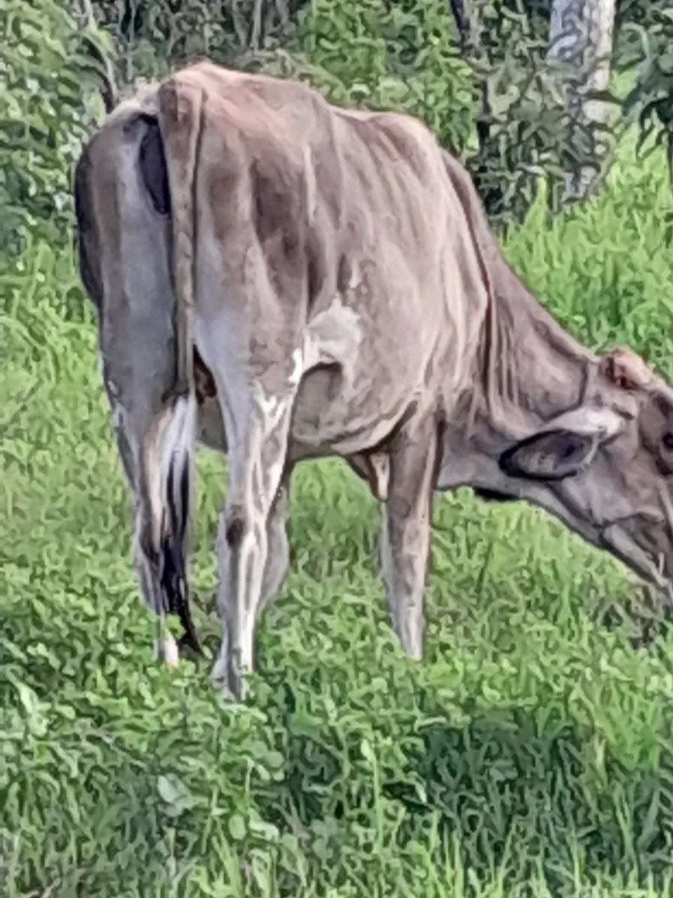 Vaca para cria e produção de leite