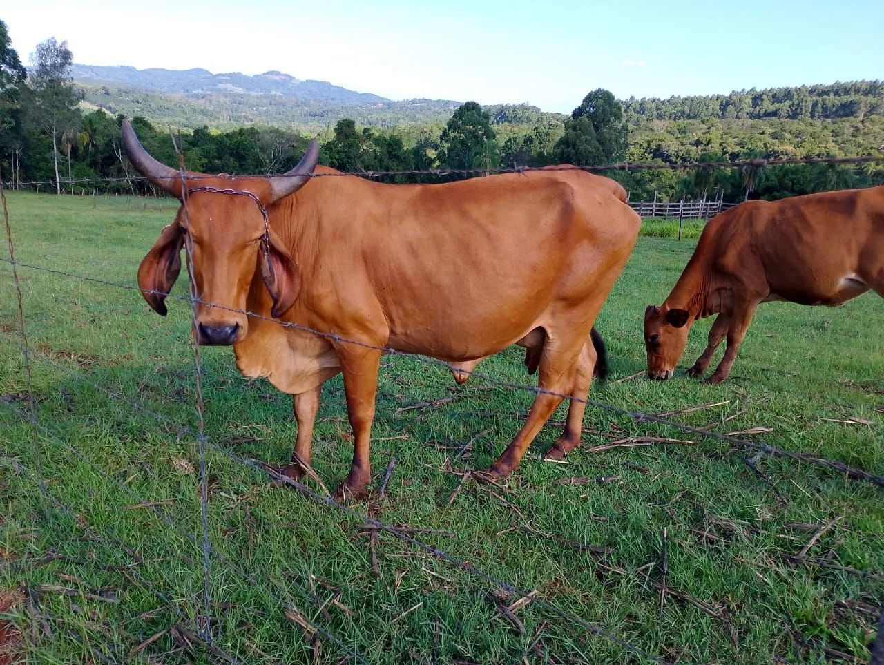 Vende-se vaca  - Foto 2