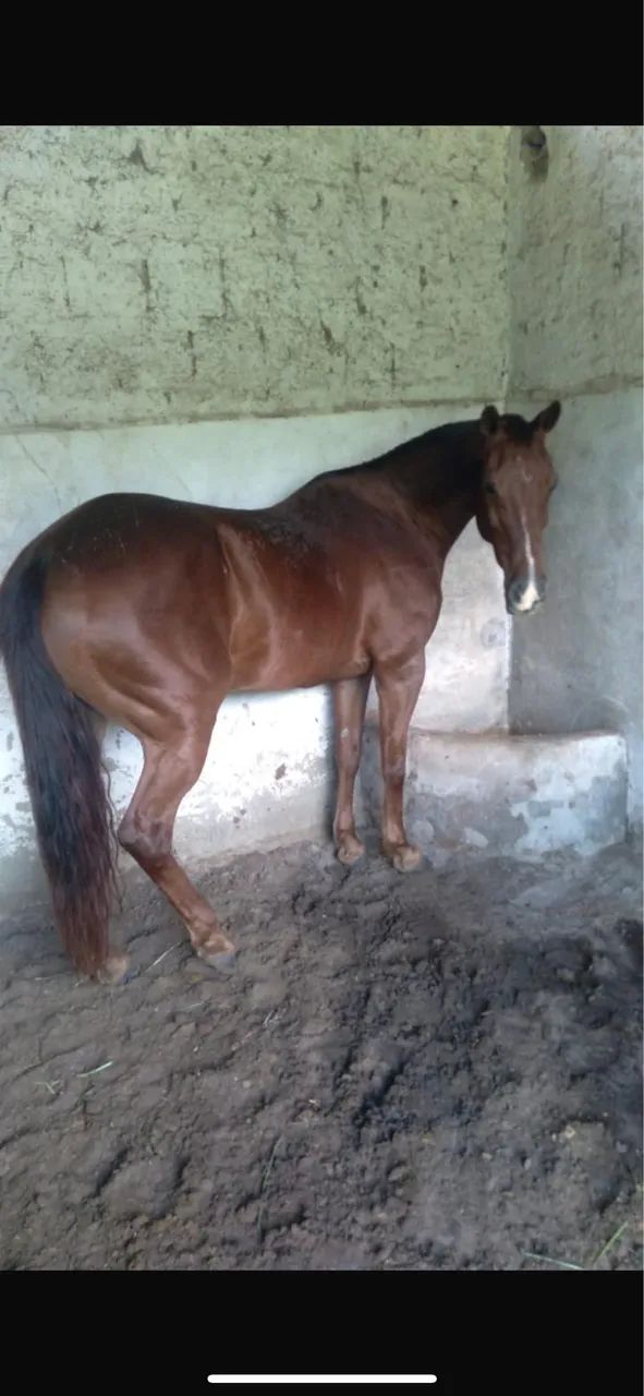 Vendo égua pura com documento  - Foto 5