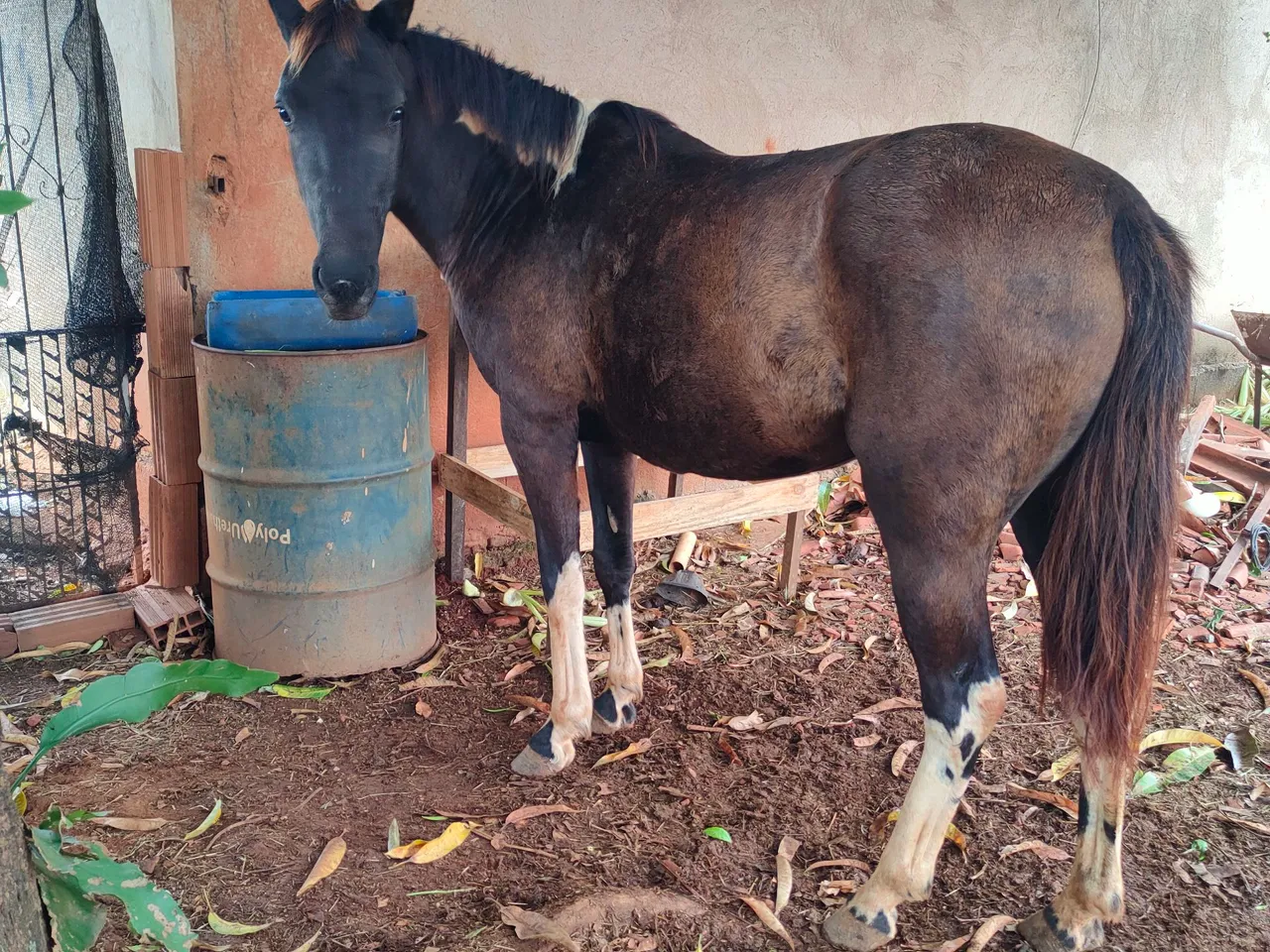 Cavalo para venda 2 anos