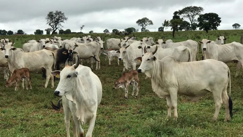 Fazenda 911 Hectares,=376,44 alqueires em Guiratinga Urgente - Foto 2
