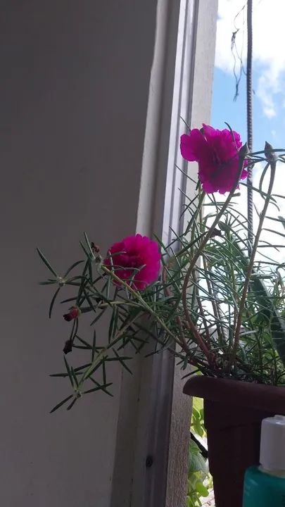 Onze horas dobrada grande - Foto 2