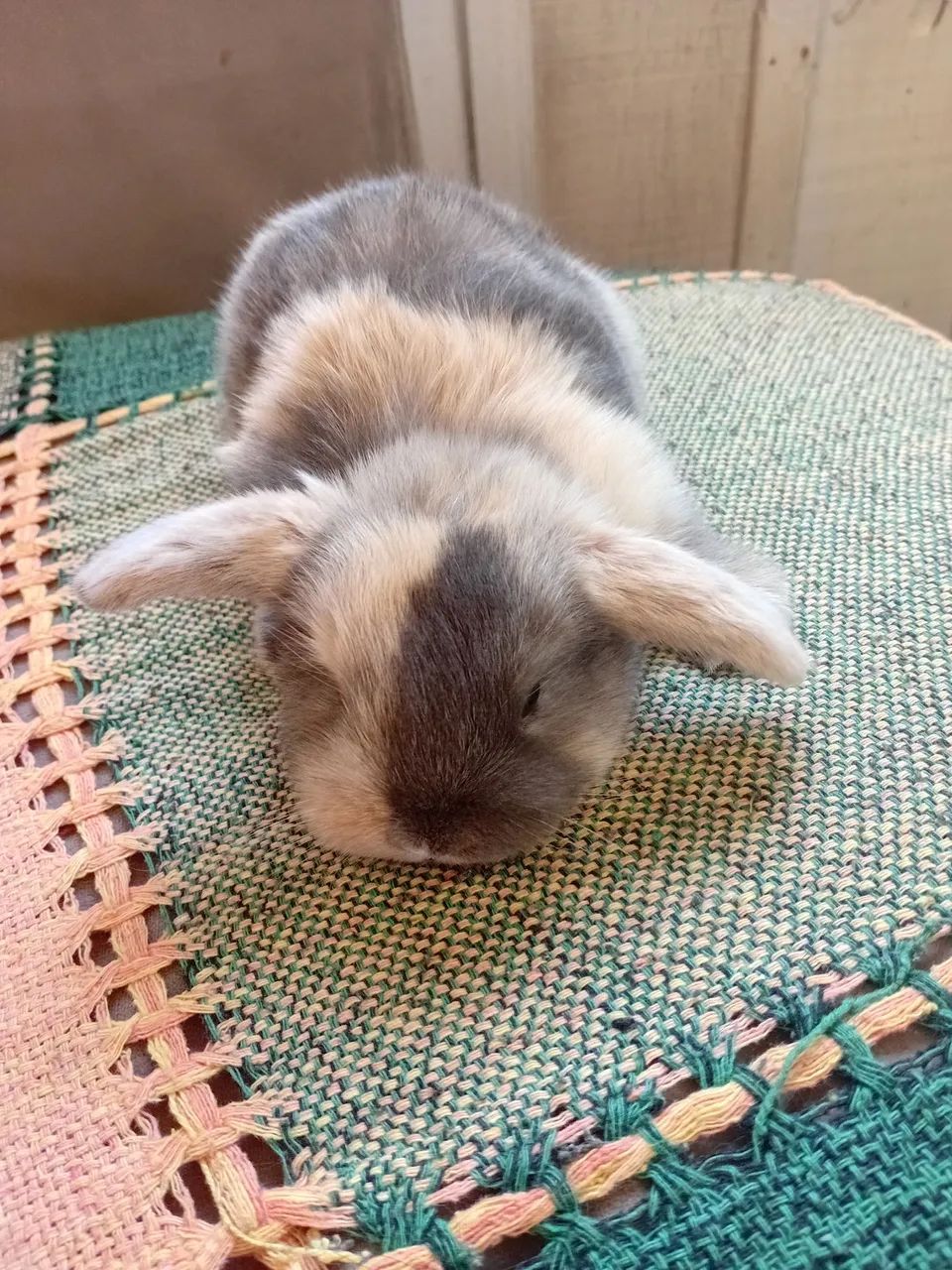 Mini lop  machinho  - Foto 2