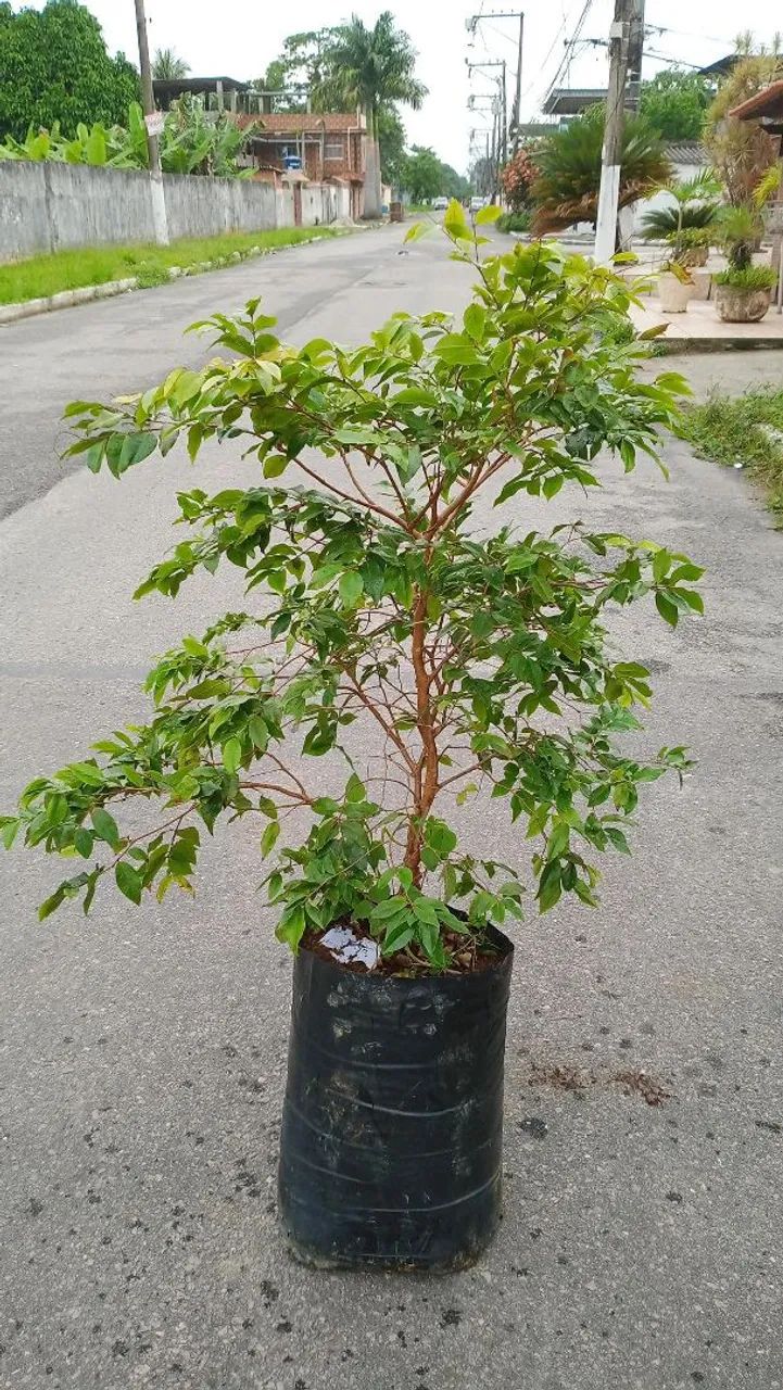 Muda De Jabuticaba Enxertada  - Foto 3