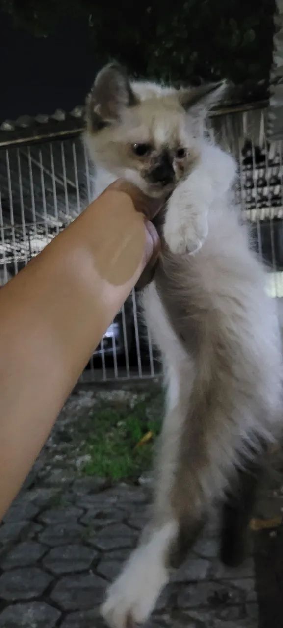 Gatinho Branco e marrom - Foto 2