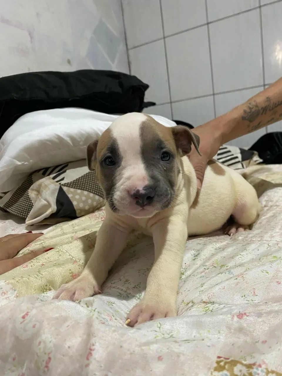 Filhote de Pitbull fêmea