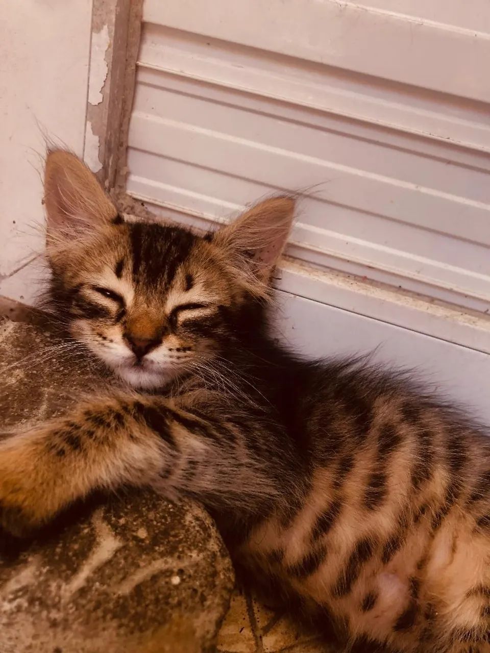 Gatinhas abandonadas mais unidas - Foto 5