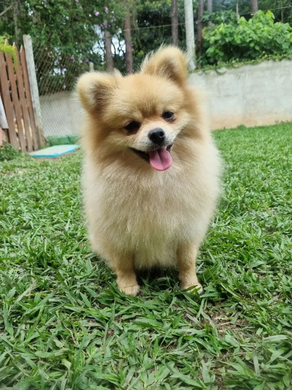 Spitz macho 9 meses - Foto 4