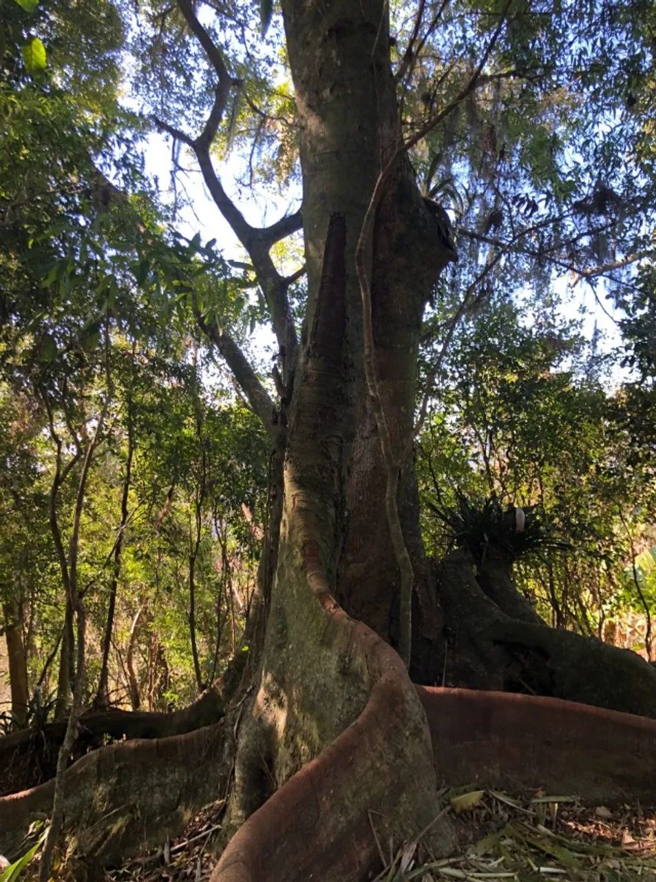 Foto - Garopaba - 