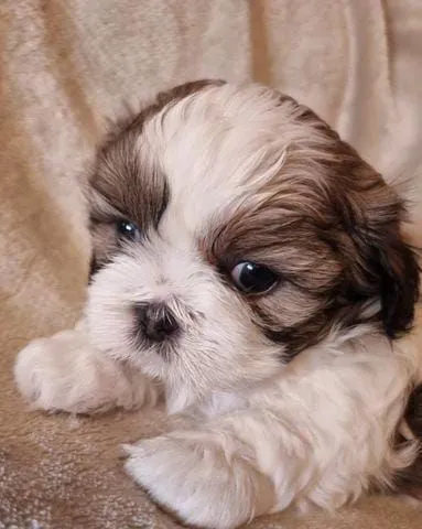 Filhote Shih Tzu fofo e brincalhão